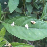 Corypha umbraculifera L.